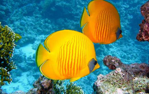 Lemon butterfly fishes