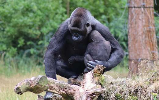 Mama gorilla and baby