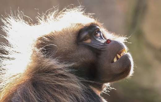 Monkey face captured