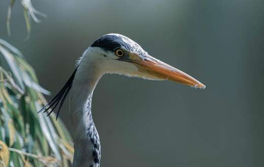 Mr grey heron bird