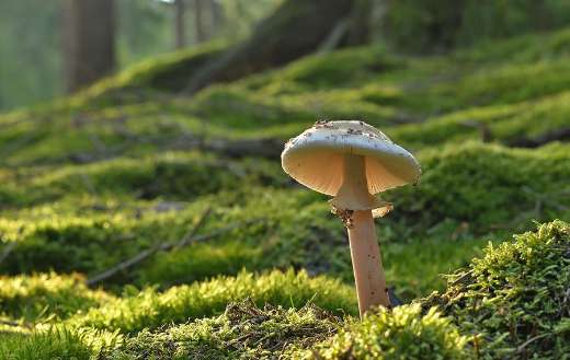 Mushroom pearl fungus forest