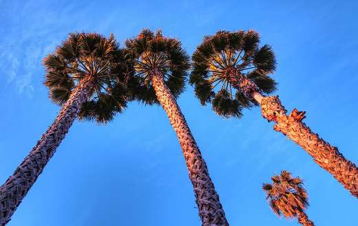 Palm trees up the sky
