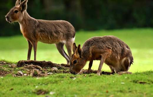 Pampas rabbits wild animals