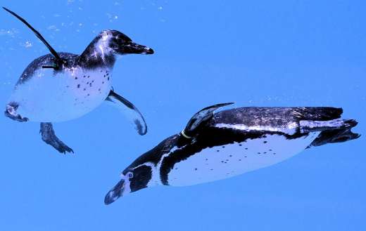 Penguin underwater swim