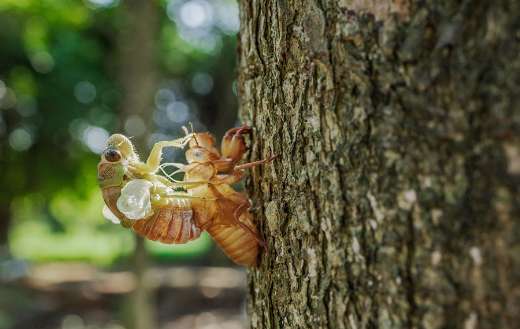 Periodical cicada insects