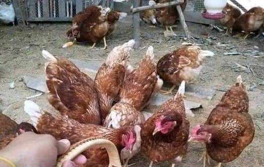 Poultry chicken and eggs everyday