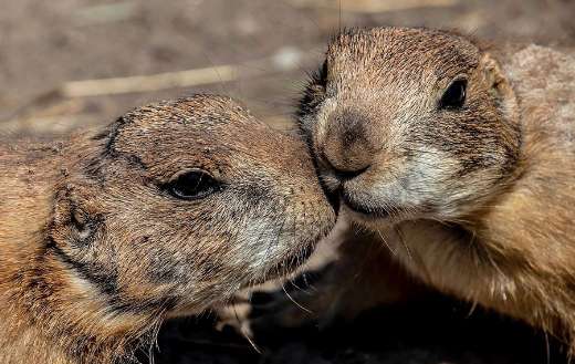 Prairie cute dog