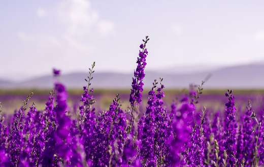 Purple lavender flower closeup