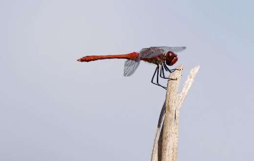 Red flying insect dragonfly
