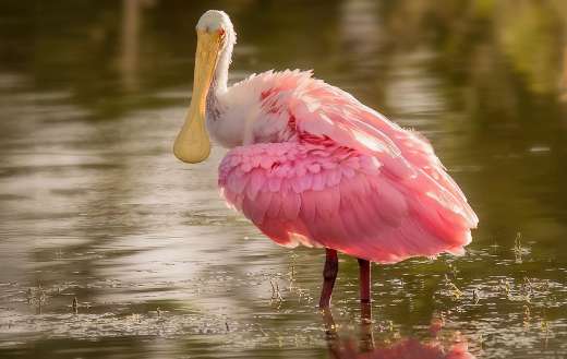 Roseate spoonbill wading bird animal