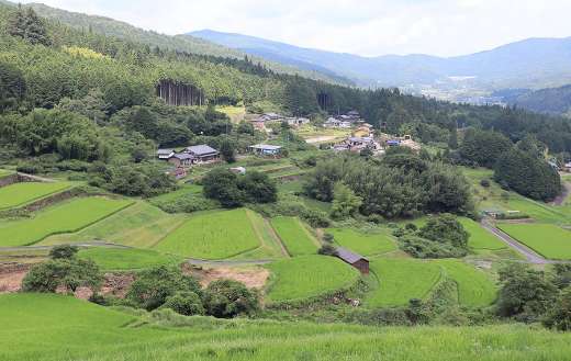 Sakaori terraced rice terraces rice field