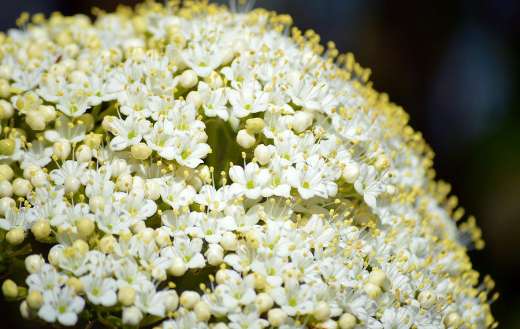 Sambucuc elder flower buds
