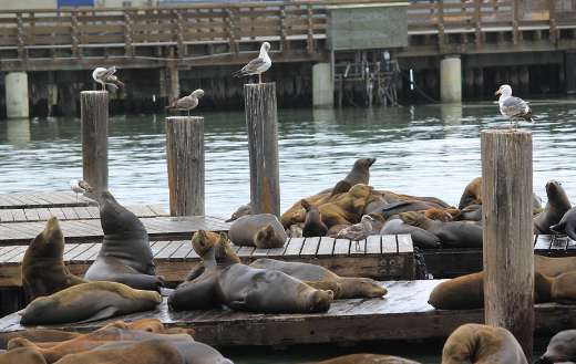 San Francisco sea lions bay
