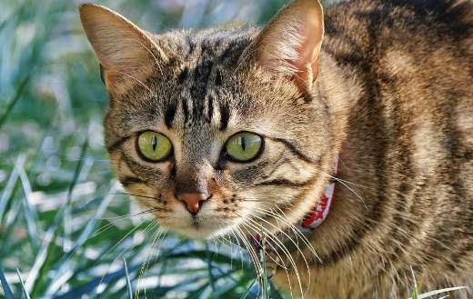 Tabby cat with coat pattern like stripe