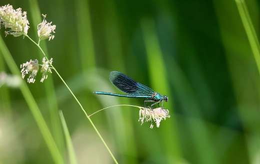 The banded demoiselle