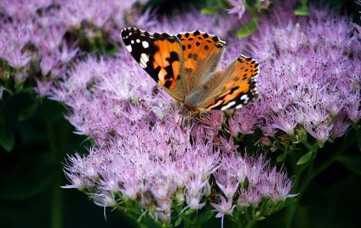 Thistle butterfly Pollinating the pink heaven key