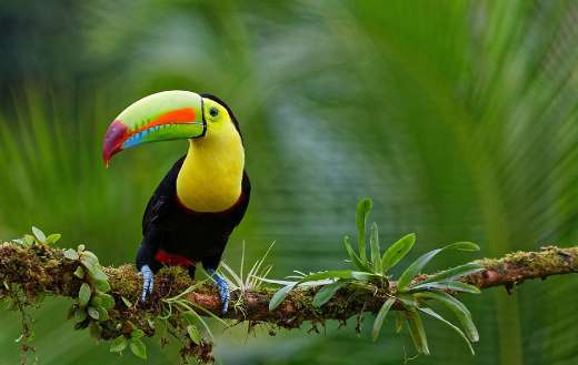 Tropical ornithology toucan bird