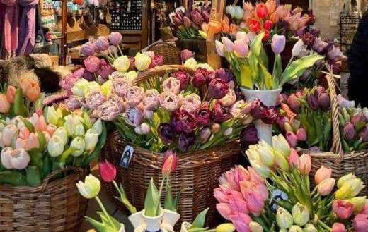 Tulips baskets for sale