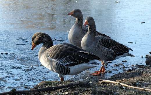 Water birds geese