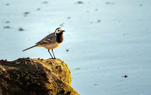 White wagtail bird