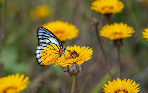Yellow flowers and butterfly pollination