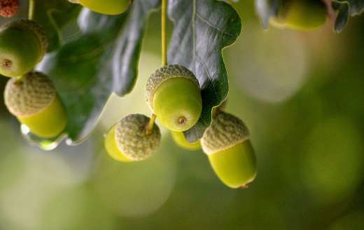 Acorns oak leaves