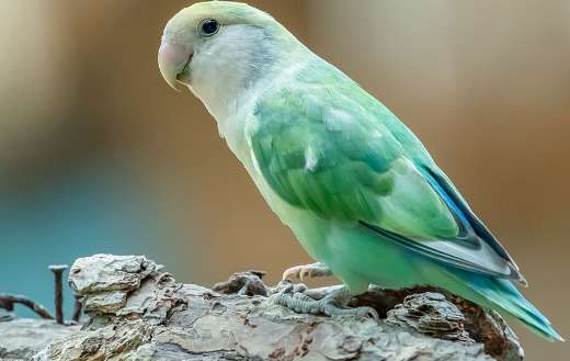 Agapornis canus madagascar lovebird