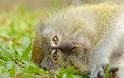 Beautiful picture laying monkey