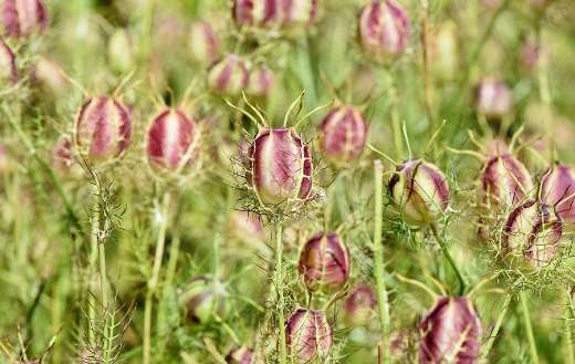Black cumin nigella sativa