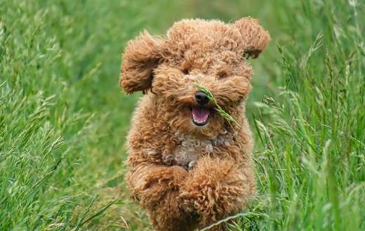 Brown curly dog poodle