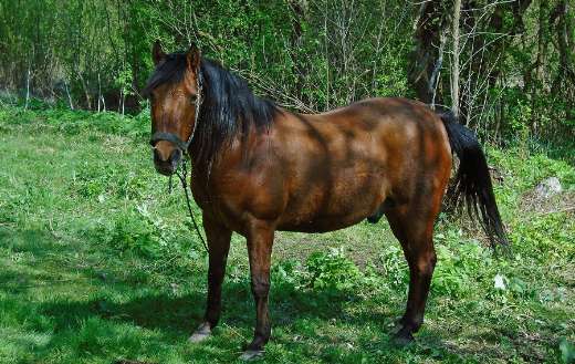 Brown horse in a green meadow