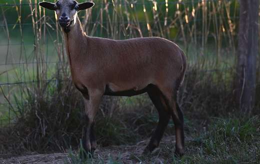 Cameroon herbivorous sheep