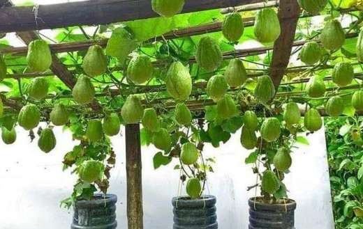 Chayote vegetables hanging