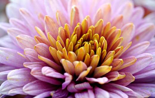 Chrysanthemum flower close up