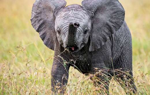 Cute baby elephant in the nature