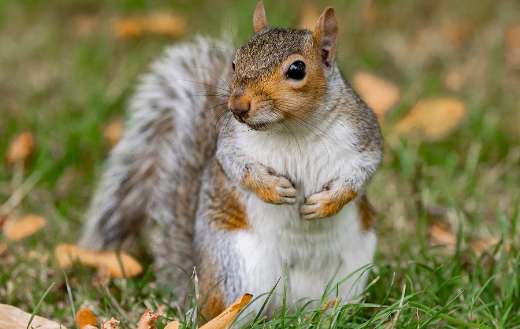 Cute close up rodent photo