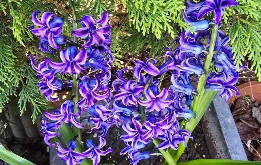 Dutch beautiful blue hyacinth