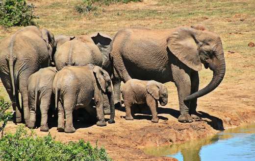 Elephant herd to drink water