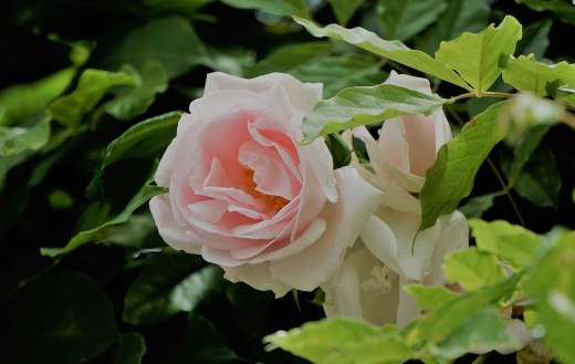 Flower white rose flora