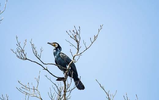 Great cormorant bird