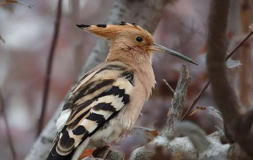 Hoopoe bird online