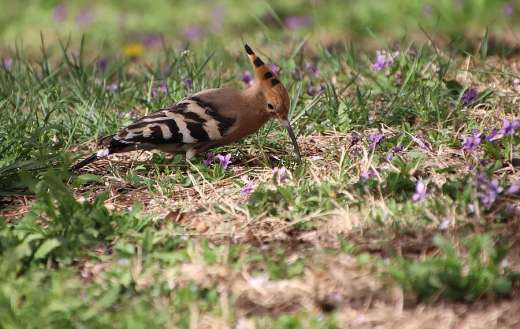 Hoopoe nature bird
