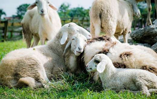 Laying group of white sheep