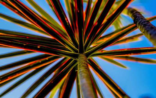 Leaves plant blue sky