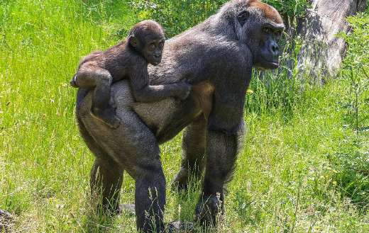 Mother and baby gorilla in nature