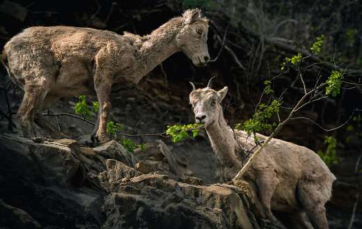 Mountain goats animal