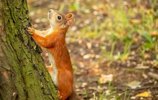 Nearby image squirrel