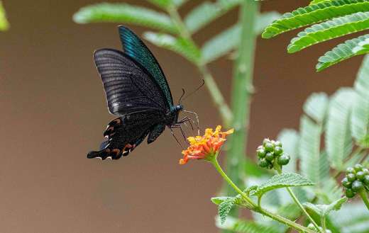 Papilionidae green banded swallowtail