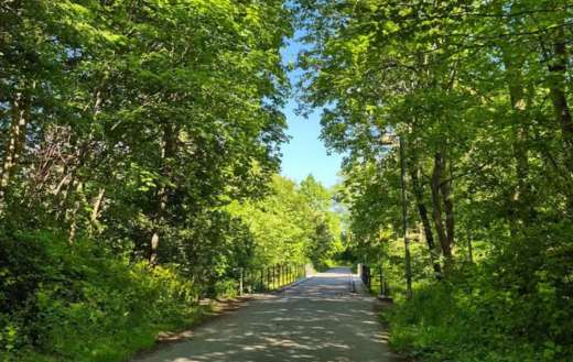 Peaceful bike path lined with trees