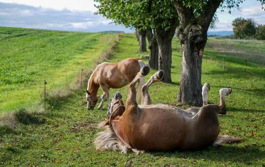 Playing horses and grazing